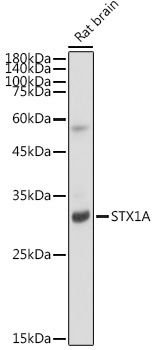 STX1A Rabbit monoclonal antibody