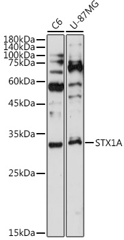 STX1A Rabbit monoclonal antibody
