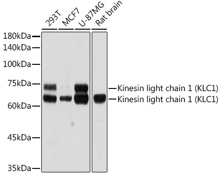 Kinesin light chain 1 (KLC1) Rabbit mAb