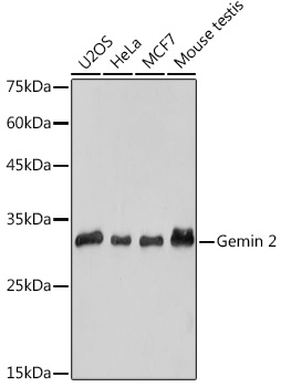 Gemin 2 Rabbit monoclonal antibody