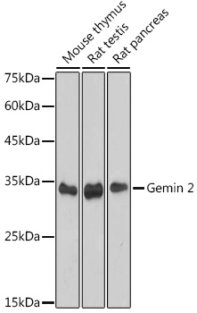 Gemin 2 Rabbit monoclonal antibody