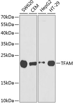 TFAM Rabbit polyclonal antibody