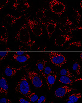 TFAM Rabbit polyclonal antibody