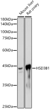 HSD3B1 Rabbit monoclonal antibody