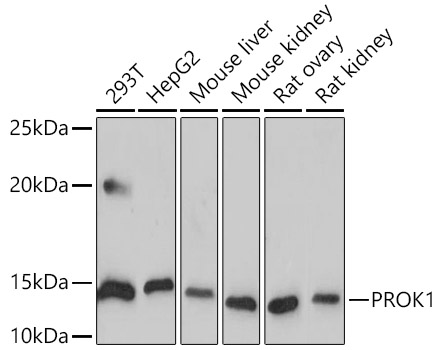 Human EG-VEGF/PK1 Rabbit monoclonal antibody