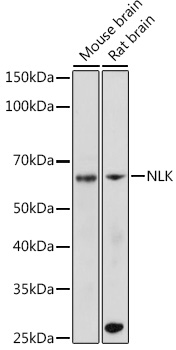 NLK Rabbit monoclonal antibody