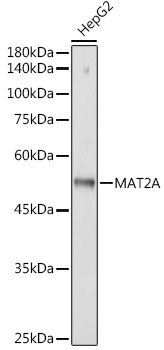 MAT2A Rabbit monoclonal antibody
