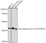 Western blot - Steroidogenic factor-1 (SF-1/NR5A1) Rabbit mAb (A19277)