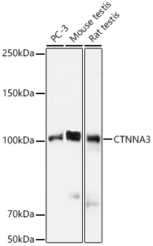 CTNNA3 Rabbit monoclonal antibody