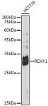 Western blot - RCHY1 Rabbit mAb (A19287)