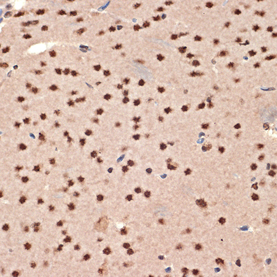 CIRBP Rabbit monoclonal antibody