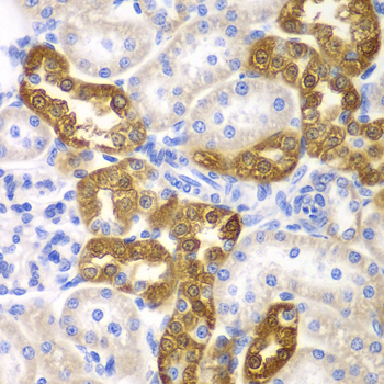 CD151 Rabbit polyclonal antibody