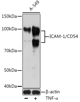 ICAM-1/CD54 Rabbit monoclonal antibody