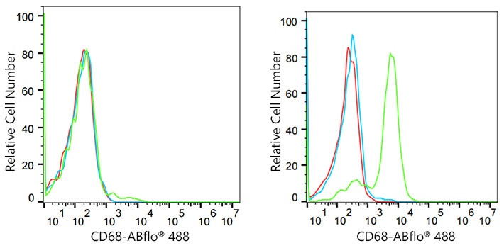 ICAM-1/CD54 Rabbit monoclonal antibody