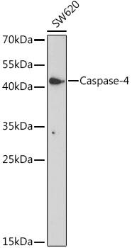 Caspase-4 Rabbit polyclonal antibody