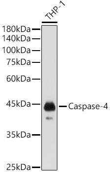 Caspase-4 Rabbit polyclonal antibody
