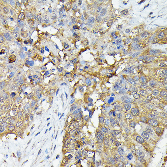 Caspase-4 Rabbit polyclonal antibody