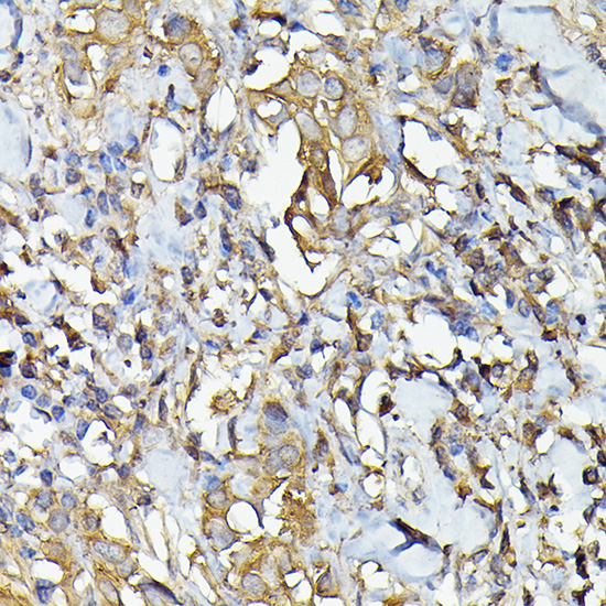 Caspase-4 Rabbit polyclonal antibody