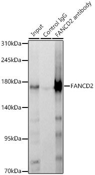 FANCD2 Rabbit polyclonal antibody
