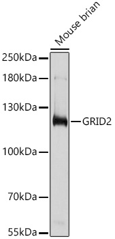 GRID2 Rabbit polyclonal antibody
