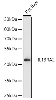 IL13RA2 Rabbit polyclonal antibody