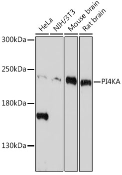 PI4KA Rabbit polyclonal antibody