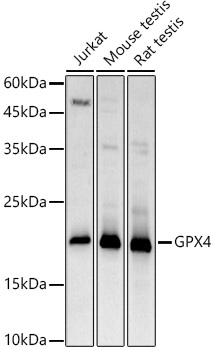 [KD Validated] GPX4 Rabbit polyclonal antibody