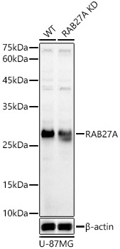 [KD Validated] RAB27A Rabbit polyclonal antibody