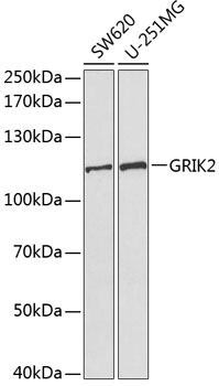 GRIK2 Rabbit pAb