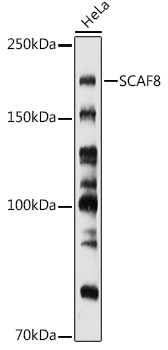 SCAF8 Rabbit polyclonal antibody