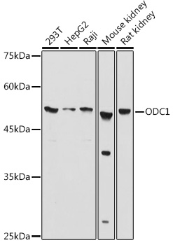ODC1 Rabbit polyclonal antibody