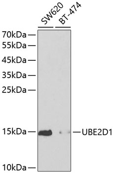 UBE2D1 Rabbit polyclonal antibody