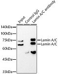 Western blot - [KO Validated] Lamin A/C Rabbit mAb (A19524)