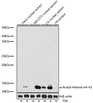 Acetyl-Histone H4-K5 Rabbit mAb