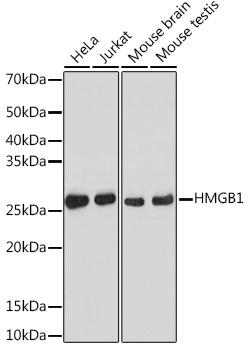 [KO Validated] HMGB1 Rabbit monoclonal antibody