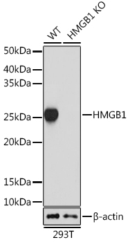 [KO Validated] HMGB1 Rabbit monoclonal antibody