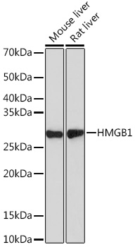 [KO Validated] HMGB1 Rabbit monoclonal antibody