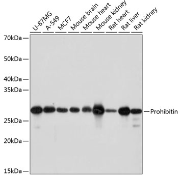 Prohibitin Rabbit monoclonal antibody
