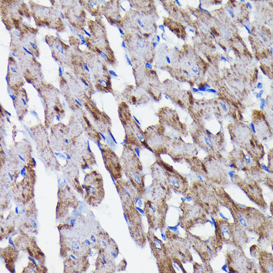 Prohibitin Rabbit monoclonal antibody