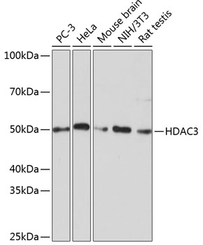 [KD Validated] HDAC3 Rabbit monoclonal antibody