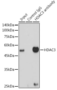 [KD Validated] HDAC3 Rabbit monoclonal antibody