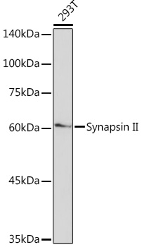 Synapsin II Rabbit monoclonal antibody