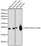 Western blot - Ferritin Heavy Chain Rabbit mAb (A19544)