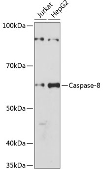 [KO Validated] Caspase-8 Rabbit monoclonal antibody