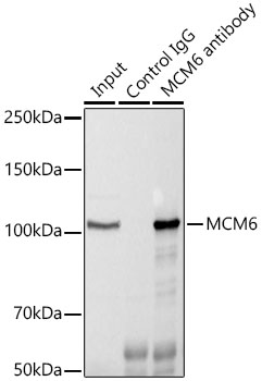 MCM6 Rabbit polyclonal antibody