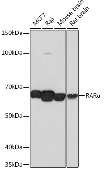 RARA Alpha Rabbit monoclonal antibody