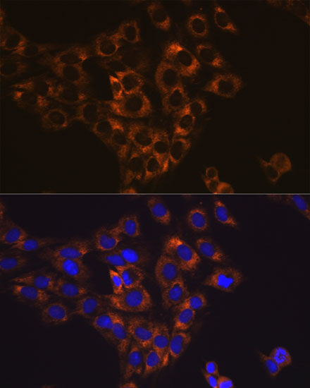 Caspase-6 Rabbit monoclonal antibody