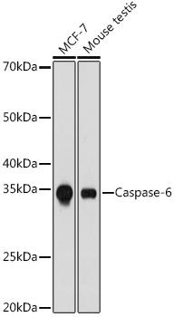 Caspase-6 Rabbit monoclonal antibody