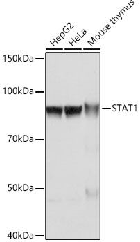 STAT1 Rabbit monoclonal antibody