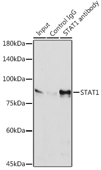 STAT1 Rabbit monoclonal antibody